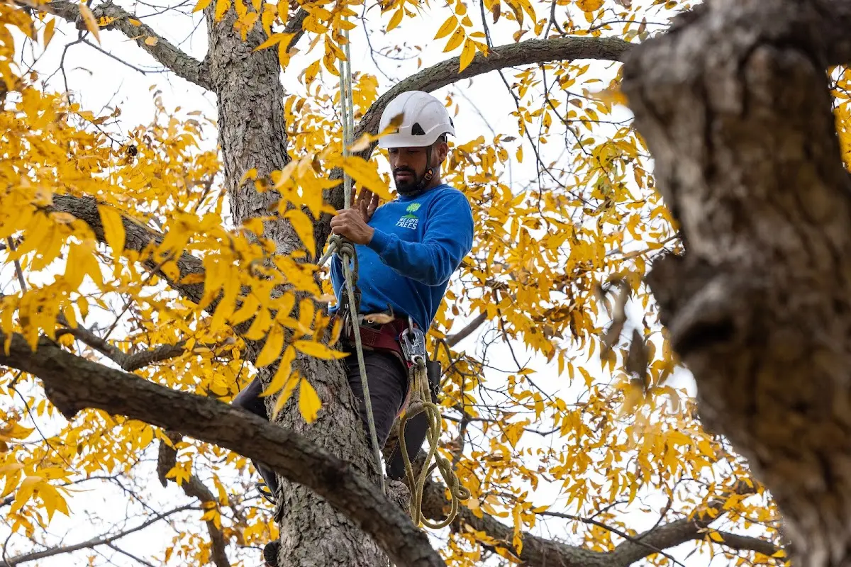 Skilled Storm Damage Cleanup crew working in Sawyer